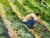 British 20th Century Landscape Oil Painting, Strawberry Pickers Harvesting in West Sussex South Downs For Sale - Image 14 of 18