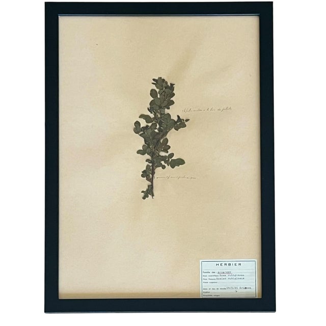 1960s 1965 French Herbarium Botanical Specimens – Set of 9 Custom Framed Pressed Botanicals For Sale - Image 5 of 17