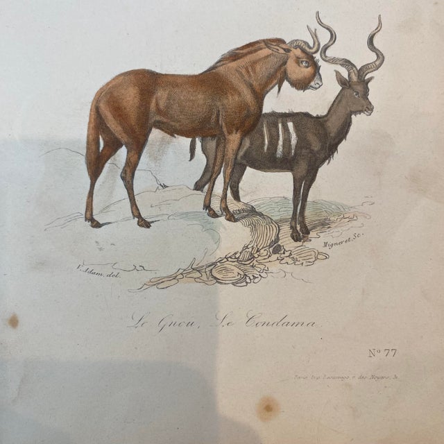 French Antique 18th Century "Le Gnou" Animal Engraving Hand Colored Signed Artwork For Sale - Image 4 of 11