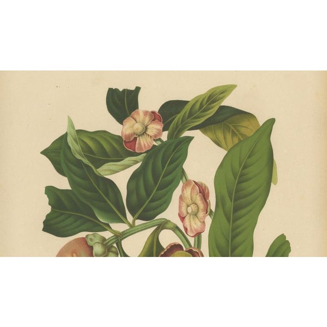 Berthe Hoola van Nooten, Mangosteen, 1880, Chromolithograph For Sale - Image 4 of 9