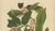 Berthe Hoola van Nooten, Mangosteen, 1880, Chromolithograph For Sale - Image 4 of 9