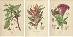Love-Lies-Bleeding, Variegated Amaranth and Cockscombl Prints, 1897, Paper, Set of 3