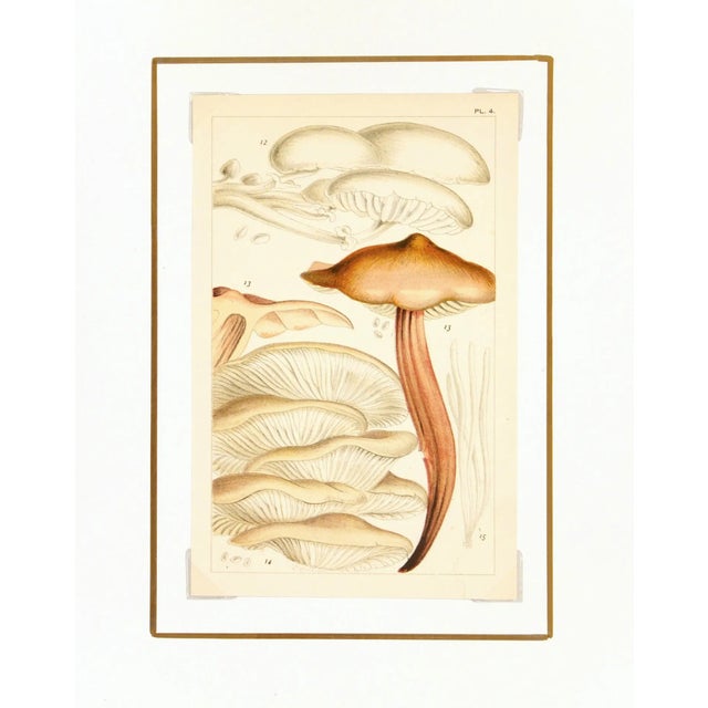 English Antique 1891 English Mushrooms Botanical Print For Sale - Image 3 of 3