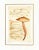 English Antique 1891 English Mushrooms Botanical Print For Sale - Image 3 of 3