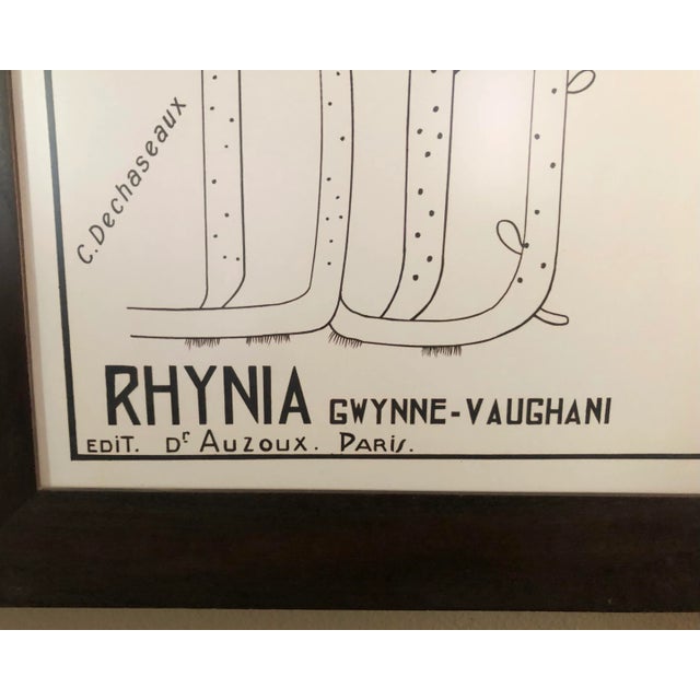 A large framed vintage French Botanical Chart, after Dr. Louis Auzoux (1797-1880). Later printed on masonite in 1950 in...