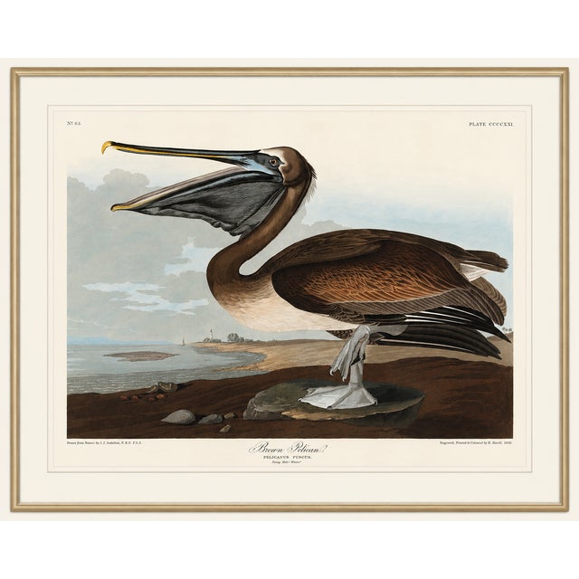 Vintage ornithological artwork reproduced from Birds of America by John James Audubon and refined for modern printing. A...