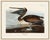 Vintage ornithological artwork reproduced from Birds of America by John James Audubon and refined for modern printing. A...