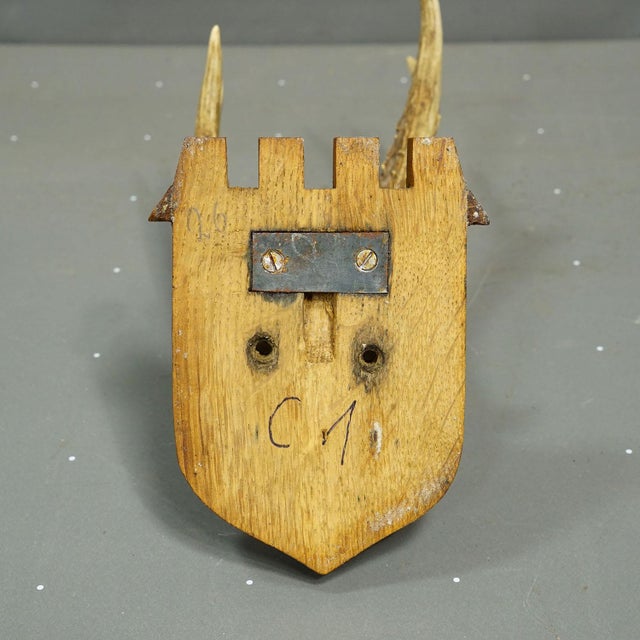 Vintage Red Deer Trophy by Franz Joseph, Prince of Thurn and Taxis, 1965 For Sale - Image 6 of 6