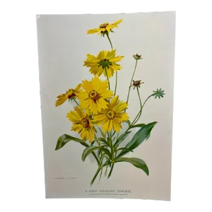 Antique Botanical Print From England Showcasing Bright Yellow Lance-Leaved Tick Seed Flowers - Circa 1894