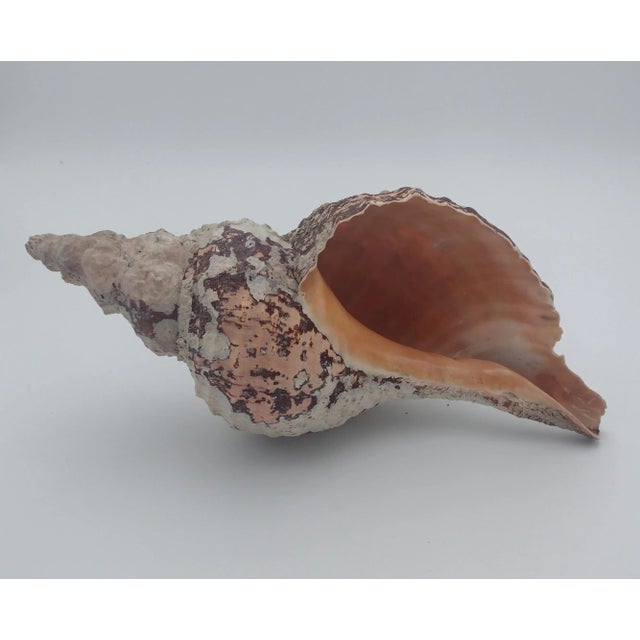 Contemporary Vintage Horse Conch Shell From the Sea of Cortez – Circa 1970 For Sale - Image 3 of 12