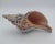 Contemporary Vintage Horse Conch Shell From the Sea of Cortez – Circa 1970 For Sale - Image 3 of 12