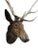 Late 19th Century Late 19th Century Wood Carved Stag Head Blakc Forest Deer Carving For Sale - Image 5 of 9