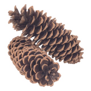 Huge 14" Natural Pine Cones For Sale