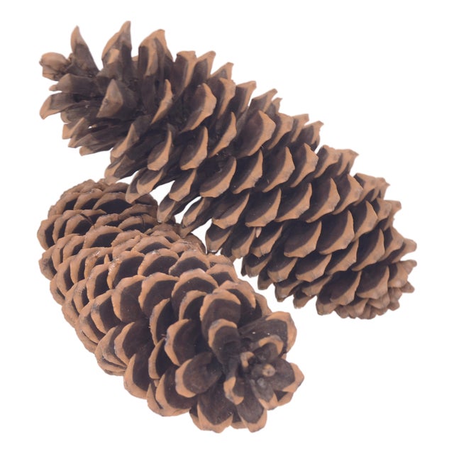Huge 14" Natural Pine Cones For Sale