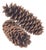 Huge 14" Natural Pine Cones For Sale