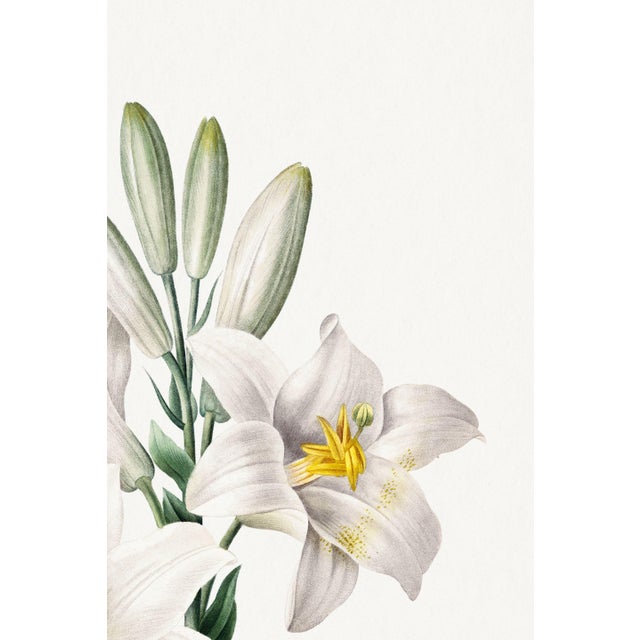 White Madonna Lily, Vintage Botanical Art Print Reproduction by Pierre-Joseph Redouté, 20" X 30" For Sale - Image 8 of 10