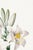 White Madonna Lily, Vintage Botanical Art Print Reproduction by Pierre-Joseph Redouté, 20" X 30" For Sale - Image 8 of 10