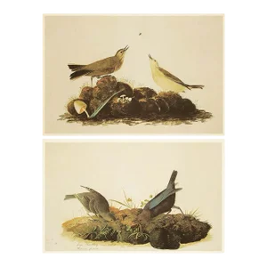 1966 Vintage Rustic Farmhouse Cottage Print "Cow-Pen Birds" After John James Audubon