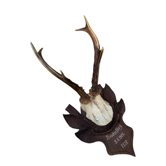 1920s Roe Deer Trophy 156 Black Foerst Antlers Mounr For Sale - Image 5 of 5