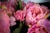 Italian Round Pink Peony Composition from VGnewtrend For Sale - Image 4 of 6