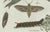 Bertuch, Exotic Moths and Caterpillars, 1800, Engraving For Sale - Image 3 of 9