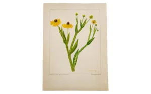R.H. Greeley Sneezeweed Botanical Watercolor