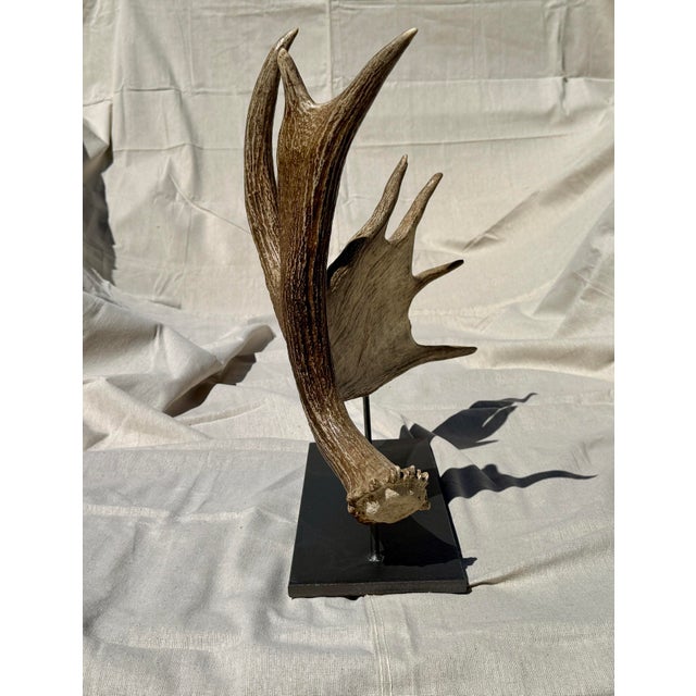 Side Mounted Moose Antler/Paddle 2 For Sale - Image 4 of 9