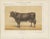 After Charles Olivier de Penne, Schwyz Cow with Bell, Swiss Brown Cattle, 1863, Chromolithograph For Sale - Image 3 of 9