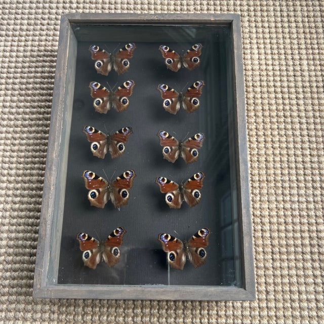 Vintage Exortic Butterfly Specimen Shadowbox For Sale - Image 4 of 5