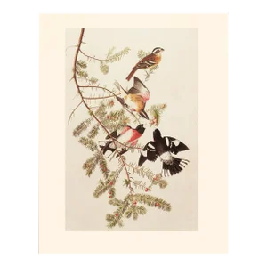1966 Vintage Farmhouse Cottage Print "Rose-Breasted Grosbeak" After John James Audubon
