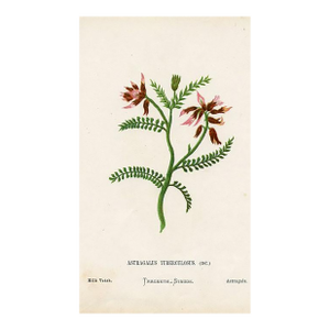 Antique Botanical Print, Milk Vetch, 1870s, Holy Land Wildflowers, Original Lithograph, England
