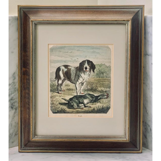 19th-Century Hand Colored French Engraving of a Beagle for "La Chasse Illustree" by Firmin Didot For Sale In San Antonio - Image 6 of 12