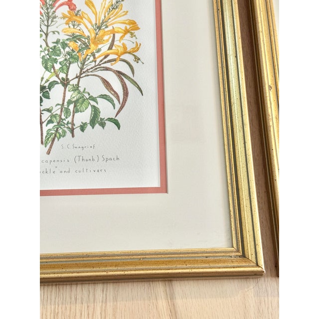 Orange Pair of Framed Vintage Floral Prints by S C Seagrief For Sale - Image 8 of 12