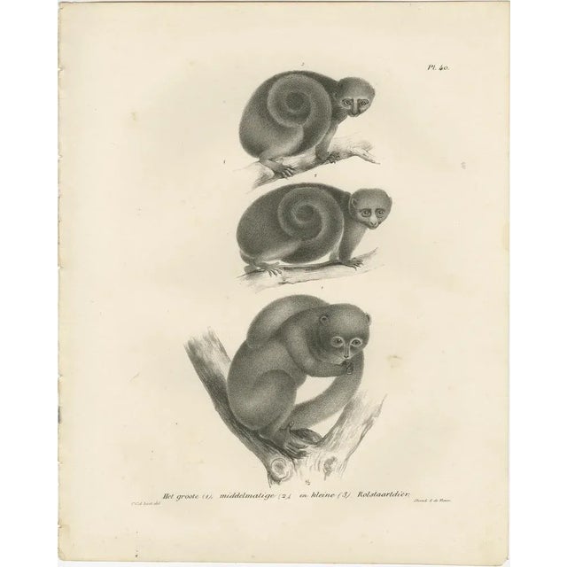 C. Last, Sloth, Galago, and Lemur Species, Lithographs, 1836, Set of 2 For Sale - Image 3 of 6