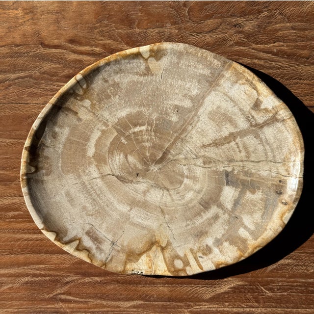 Small Oval Beige Petrified Wood Trinket Dish or Tray with Speckled Rings For Sale - Image 14 of 18