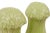 A pair of ceramic Japanese salt and pepper shakers, shaped like White Bok Choi or ‘Chinese Cabbage’. Tops decorated with...