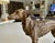 Bronze Sculpture of Borzoi or Russian Wolfhound For Sale - Image 9 of 17