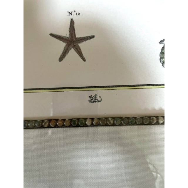 Adolf Van De Laan (Dutch 1684-1755) Hand Colored Engravings "Starfish", 20th Century Restrikes. Set of 2 For Sale In San Francisco - Image 6 of 9