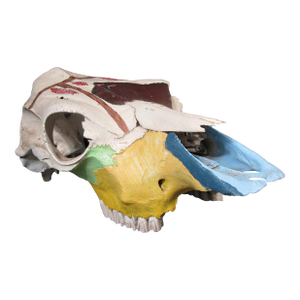 1980s Hand-Painted Bovine Skull Sculpture in Southwestern Folk Art Style