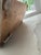 Late 20th Century Monumental Carved Wooden Horse on Plinth For Sale - Image 11 of 12