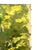 A beautiful 19th century French landscape painting depicting a sun dappled woodland, with mature trees, softly illuminated...