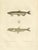Paper Bévalet, Capelin & Smelt from Gaimard Voyage, 1842, Print For Sale - Image 7 of 10
