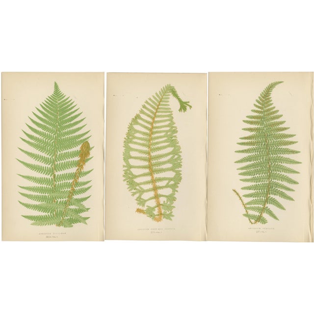 Aspidium Filix-Mas Series Fern Prints, 1868, Paper, Set of 3 For Sale