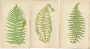 Aspidium Filix-Mas Series Fern Prints, 1868, Paper, Set of 3