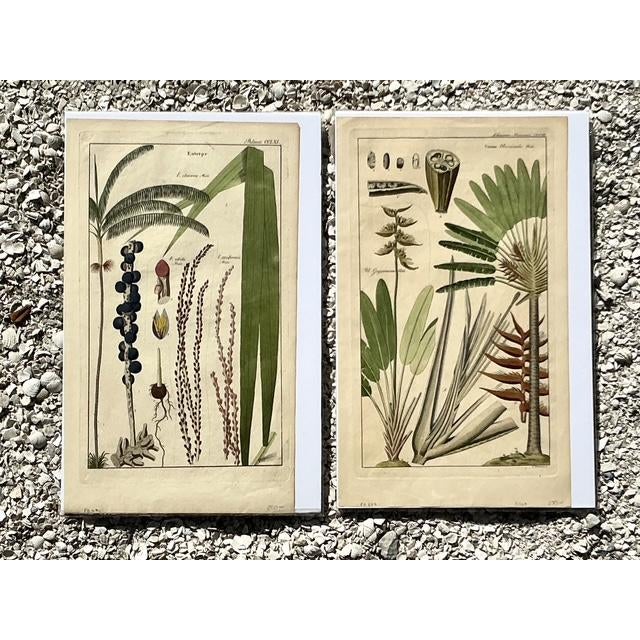 Traditional Vintage Boho Botanical Engravings - Set of 2 For Sale - Image 3 of 10