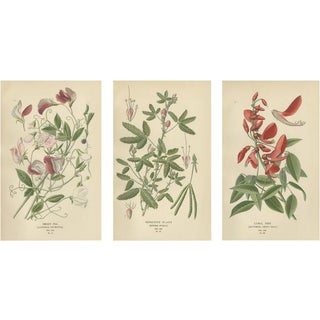 Edward Step, Triptych of Botanical Illustrations, 1896, Paper, Set of 3 For Sale