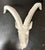 White Vintage Faux Taxidermy White Goat Head Wall Mount For Sale - Image 8 of 11