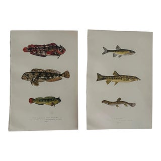 19th Century Fish Print From the Fishes of the British Islands by Jonathan Couch f.l.s. For Sale