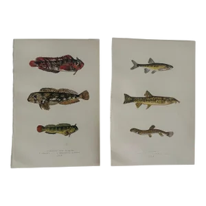 19th Century Fish Print From the Fishes of the British Islands by Jonathan Couch f.l.s.