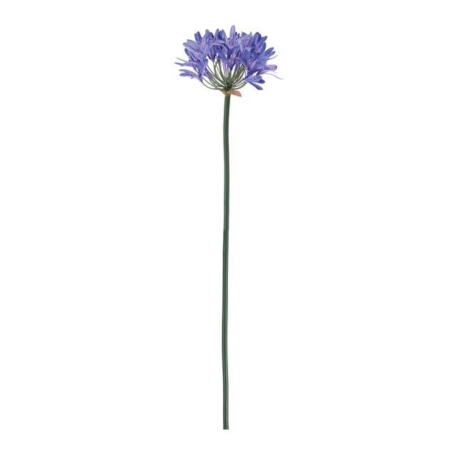 Add a bold yet elegant touch to your floral decor with this Purple Agapanthus Stem Set. Featuring a full cluster of...